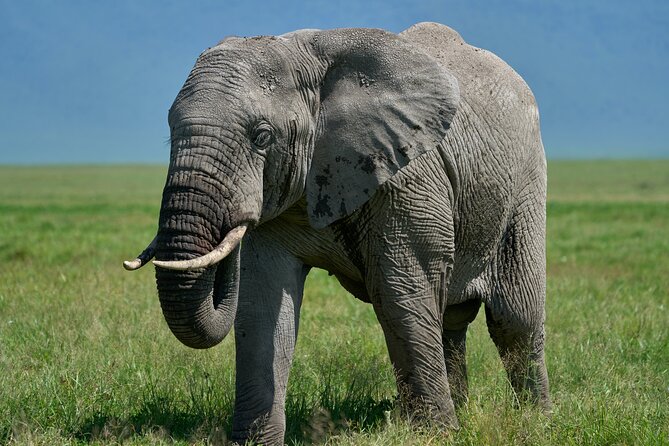 3-Day Luxury Safari Private Tour Tarangire and Ngorongoro - Why this two-park safari works in only three days
