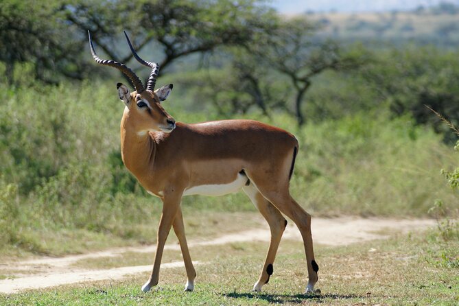 3-Day Luxury Safari Private Tour Tarangire and Ngorongoro - Day 1: Arriving in Arusha and getting organized