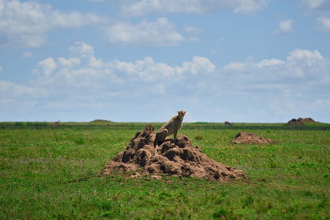 3-Day Manyara, Tarangire and Ngorongoro Crater - Three parks, three very different safari moods