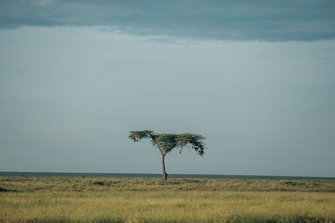 3-Day Manyara, Tarangire and Ngorongoro Crater - Day two: the Ngorongoro Crater floor