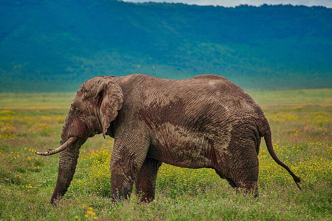 3-Day Manyara, Tarangire and Ngorongoro Crater - Meals, water and the practical rhythm of the days