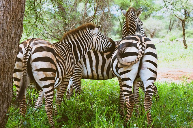 3-Day Manyara, Tarangire and Ngorongoro Crater - How the private format affects your safari