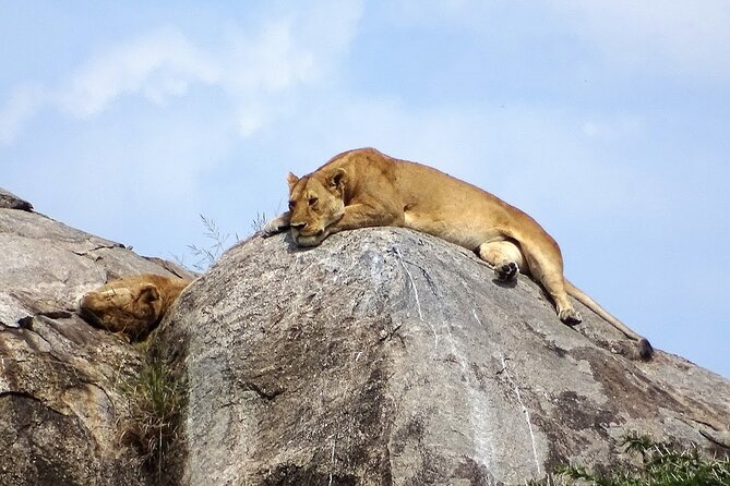 3-Day Ngorongoro Crater Manyara and Tarangire Safari from Arusha - What the guides add to the experience