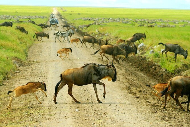 3-Day Ngorongoro Crater Manyara and Tarangire Safari from Arusha - Food, transport, and the daily rhythm
