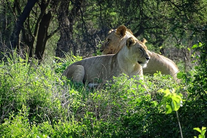 3-Day Ngorongoro Crater Manyara and Tarangire Safari from Arusha - Day 1: elephants and baobabs in Tarangire
