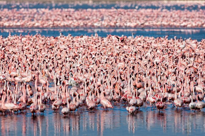 3-Day Private Safari to Lake Manyara, Tarangire & Ngorongoro - What the private format adds