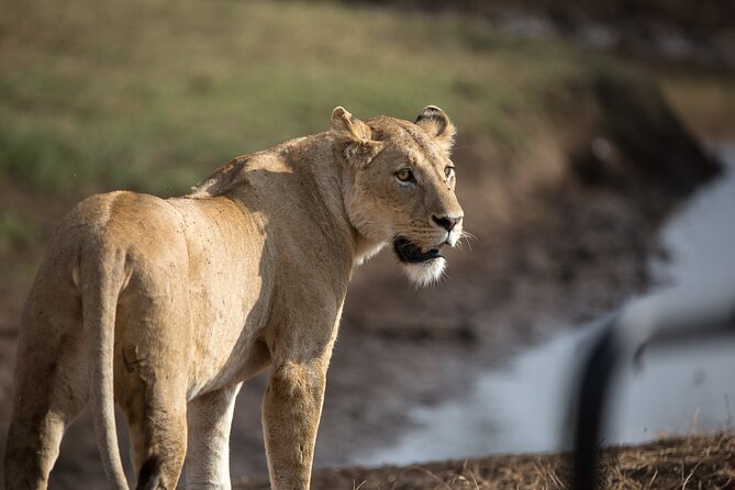 3 Day Private Serengeti Safari Tour with One Way Flight - Day one: a full Serengeti safari