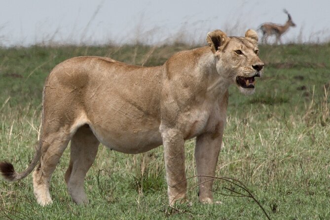 3 Day Private Serengeti Safari Tour with One Way Flight - Day three: the Ngorongoro Crater floor