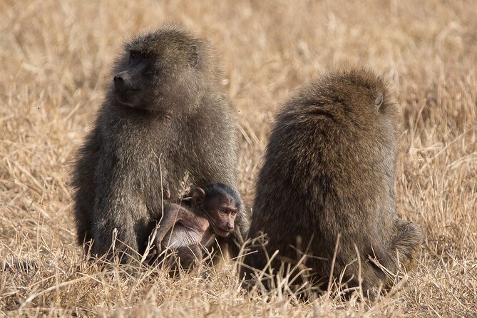 3 Day Private Serengeti Safari Tour with One Way Flight - Guides can make or break the safari