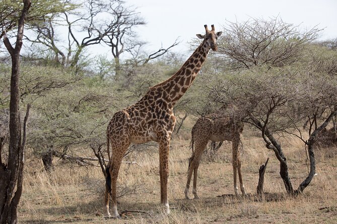 3 Day Private Serengeti Safari Tour with One Way Flight - Is $1,477 good value?
