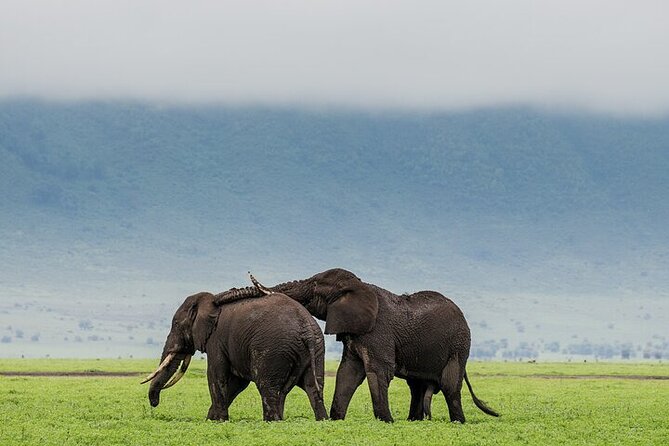 3 Day Safari Expedition from Arusha - Key points to know before booking