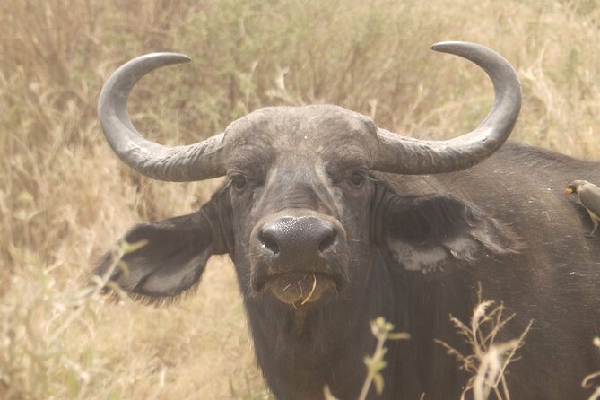3 Day Safari from Arusha: Serengeti and Ngorongoro - Should you book it?