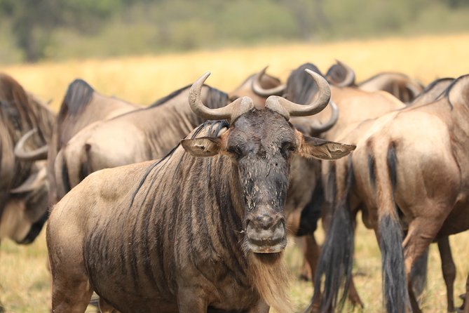 3-Day Safari in Serengeti & Ngorongoro(Mid-range) - What the first Serengeti afternoon gives you