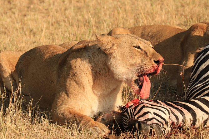 3-Day Safari in Serengeti & Ngorongoro(Mid-range) - Overnight at Rhino Lodge near Ngorongoro
