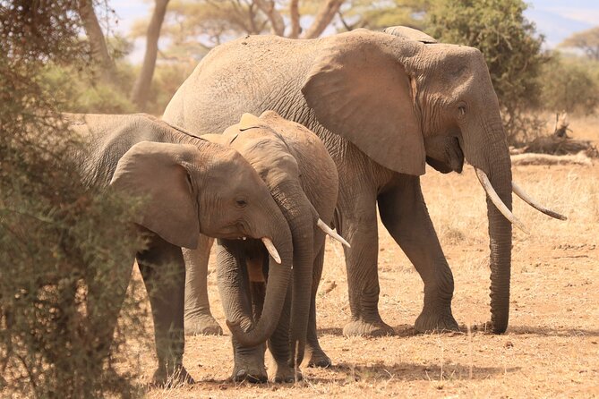 3-Day Safari in Serengeti & Ngorongoro(Mid-range) - Entering Ngorongoro Crater on the final morning