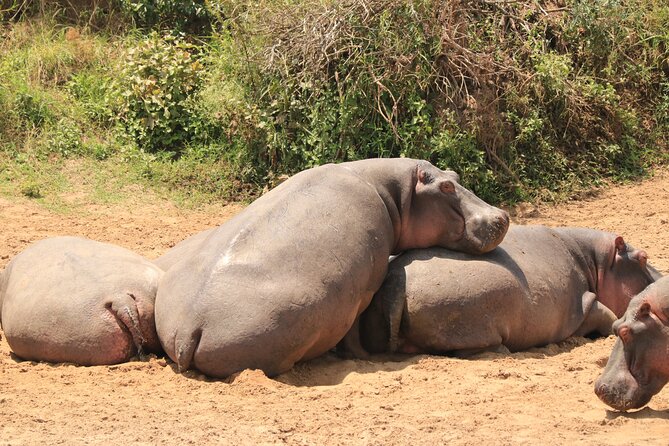 3-Day Safari in Serengeti & Ngorongoro(Mid-range) - How the guide can shape the safari