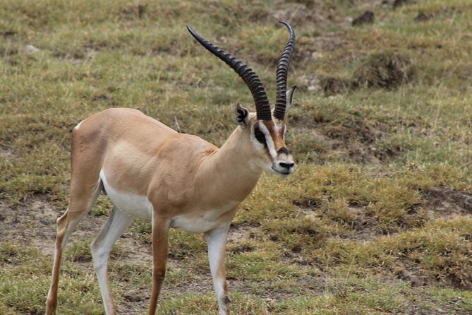 3-Day Safari in Serengeti & Ngorongoro(Mid-range) - Who will like this three-day plan