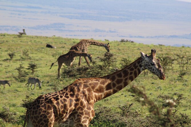 3-Day Safari in Serengeti & Ngorongoro(Mid-range) - A full second day across the Serengeti