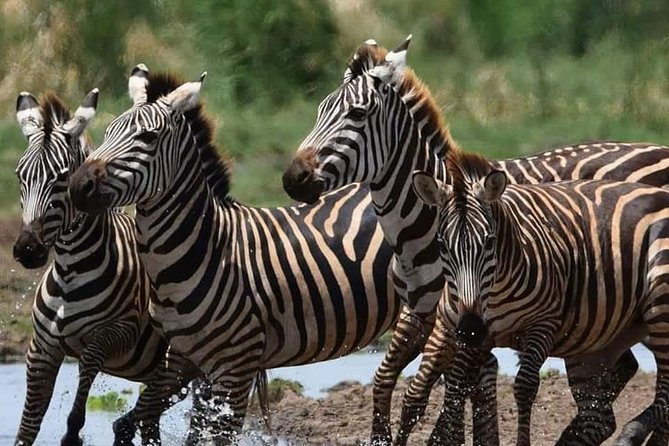 3-Day Safari to Ngorongoro, Tarangire & Lake Manyara NP - Day three: forest, birds, and Lake Manyara