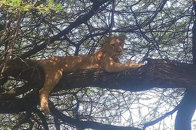 3-Day Safari to Ngorongoro, Tarangire & Lake Manyara NP - How the price compares with the experience