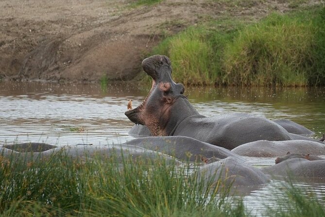 3 Day Safari to Serengeti National Park and Ngorongoro Crater - Day 3: An early descent into Ngorongoro Crater