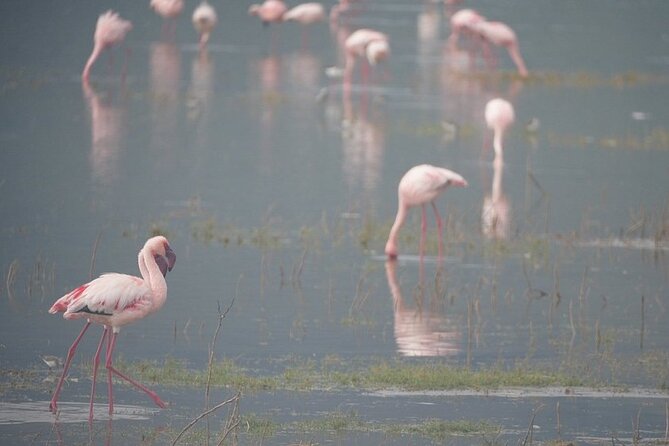3 Day Safari to Serengeti National Park and Ngorongoro Crater - Camping at Seronera and Simba Campsite