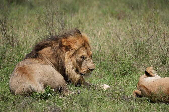 3 Day Safari to Serengeti National Park and Ngorongoro Crater - How the small group affects the experience