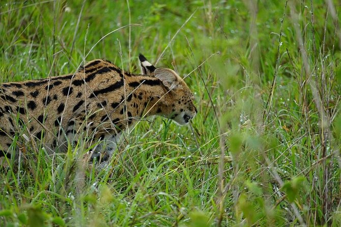 3 Day Safari to Serengeti National Park and Ngorongoro Crater - Who should book this safari?