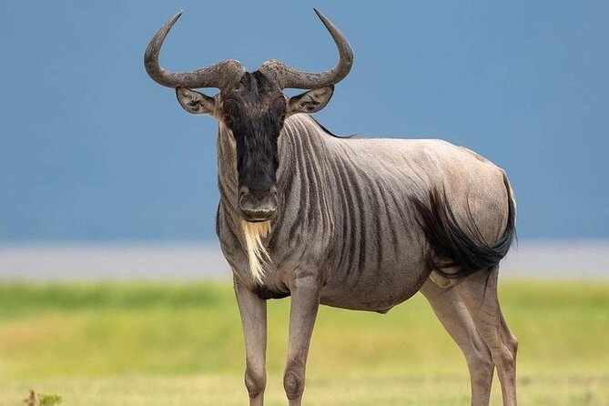 3 Day Safari to Serengeti National Park and Ngorongoro Crater - Day 2: Morning wildlife in the Serengeti, then up to the crater rim