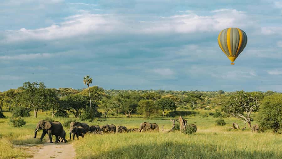 3-Day Safari to Serengeti & Ngorongoro + Balloon experience - Day three: wildlife inside Ngorongoro Crater