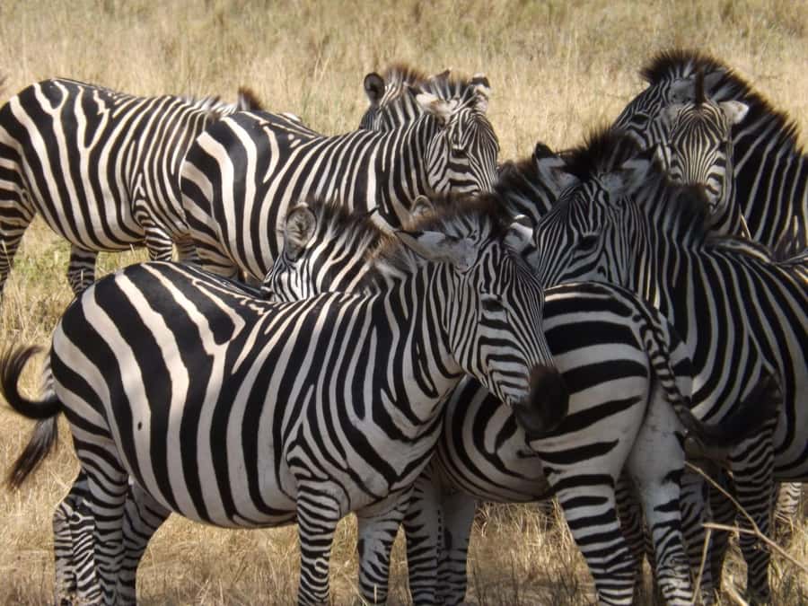 3-Day Safari to Serengeti & Ngorongoro + Balloon experience - Why the Land Cruiser matters
