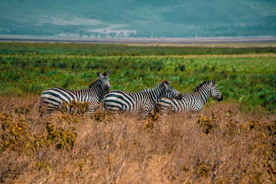 3-Day Safari to Serengeti & Ngorongoro + Balloon experience - Camping or lodge accommodation