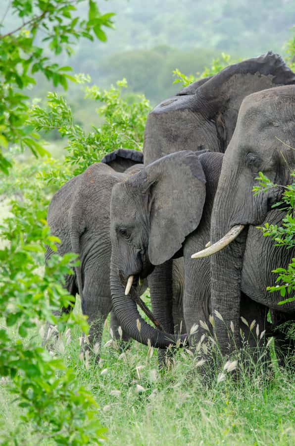 3-Day Safari to Serengeti & Ngorongoro + Balloon experience - Who will get the most from this safari?