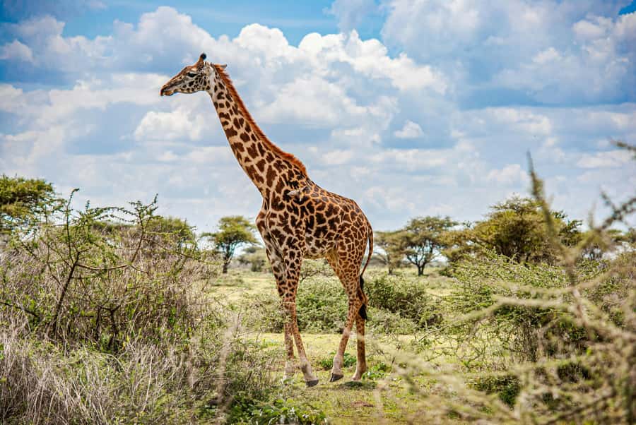 3-Day Safari to Serengeti & Ngorongoro + Balloon experience - Booking details worth checking