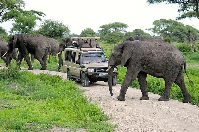 3-Day Safari Tour to Tarangire National Park, Lake Manyara National Park and Ngorongoro Crater from Arusha - Day one: elephants and open country in Tarangire