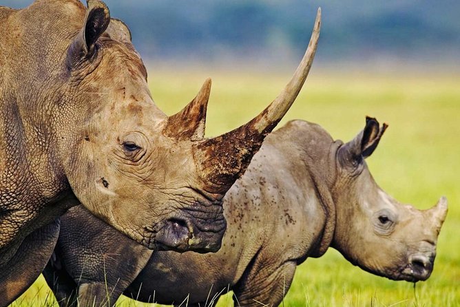 3-Day Safari Tour to Tarangire National Park, Lake Manyara National Park and Ngorongoro Crater from Arusha - The small-group vehicle and guide experience