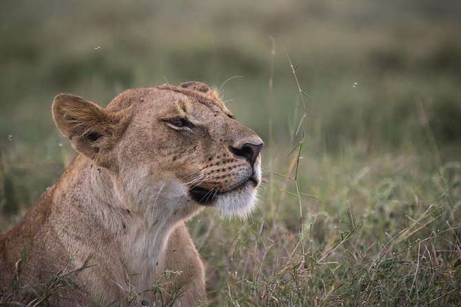 3-Day Selous Reserve mid-Range Safari - The Rufiji River boat safari on day one