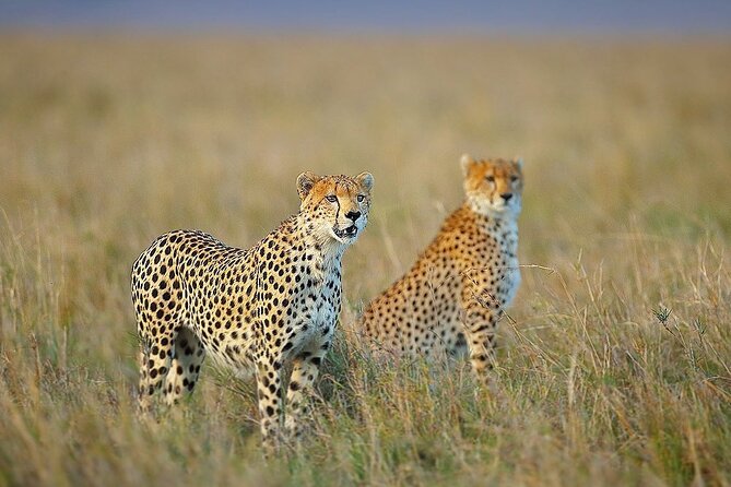 3 Day Sharing Safari - Manyara, Ngorongoro Crater and Tarangire National Parks - Three parks, three very different views of Tanzania