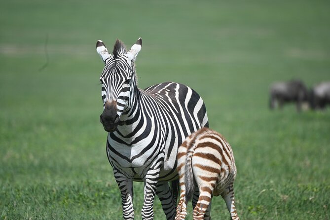 3 Day Sharing Safari - Manyara, Ngorongoro Crater and Tarangire National Parks - The guide can make a short safari work better