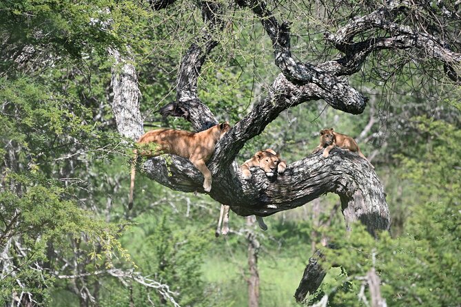 3 Day Sharing Safari - Manyara, Ngorongoro Crater and Tarangire National Parks - Day 1: Following elephants along the Tarangire River