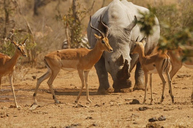3 Day Tanzania Luxury Safari - Day 3: Descending more than 600 meters into Ngorongoro Crater