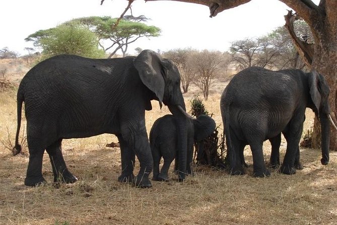 3 Day Tanzania Luxury Safari - The Serengeti question needs an answer before payment