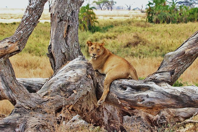 3 Day Tanzania Luxury Safari - Luxury lodges, meals, and the value of $2,400