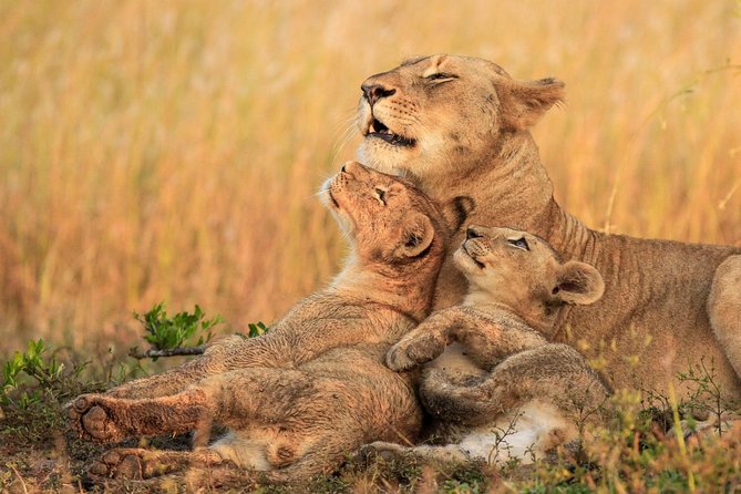 3 Day Tanzania Luxury Safari - What the guide can change for you
