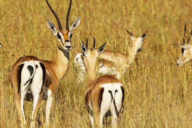 3 Day Tanzania Luxury Safari - Timing, transport, and the real pace of the trip