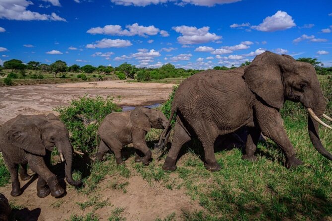 3-Day Tarangire, Lake Manyara and Ngorongoro - Day 3: birds, baboons, and tree-climbing lions