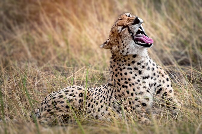 3-Day Tarangire, Lake Manyara and Ngorongoro - The pace, vehicle time, and group size