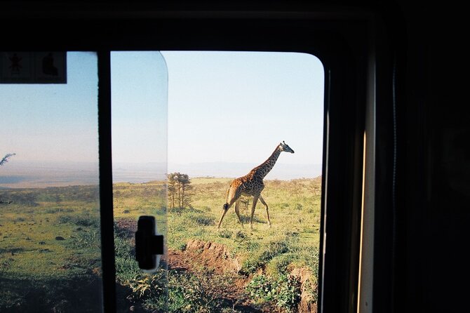 3-Day Tarangire, Lake Manyara and Ngorongoro - Day 2: six to seven hours inside Ngorongoro Crater