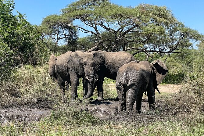 3-Day Tarangire, Ngorongoro and Lake Manyara Camping Safari - What $750 includes, and what it does not
