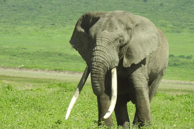 3 Day - Tarangire, Ngorongoro Crater Lake Manyara- Mid - Range - Why the guide may shape your whole experience